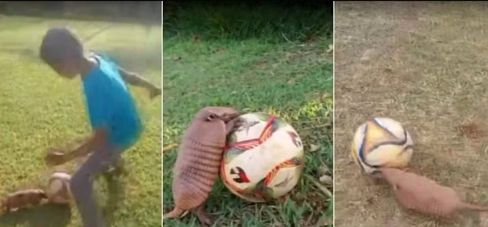 Tatuzinho driblador vira atração e participa de peladas na zona rural de Pouso Alegre - Imagem do artigo original
